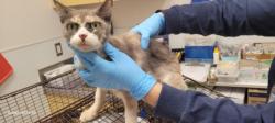 Shelter Stray Female Cat last seen , 1850 W 60th St, Los Angeles, CA 90047, USA