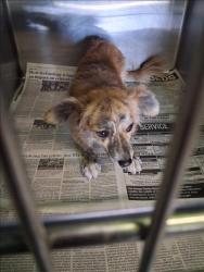 Shelter Stray Male Dog last seen , 1850 W 60th St, Los Angeles, CA 90047, USA