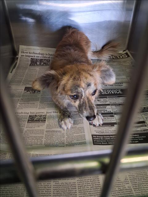 Shelter Stray Male Dog last seen , 1850 W 60th St, Los Angeles, CA 90047, USA