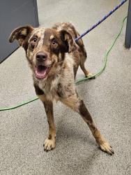 Shelter Stray Male Dog last seen Near BLOCK MAPLES RD, 4950 SW Triana Blvd, Huntsville, AL 35805, USA