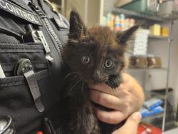 Shelter Stray Female Cat last seen Near BLOCK WASHINGTON AVE N, KENT WA 98032, 21615 64th Ave S, Kent, WA 98032, USA