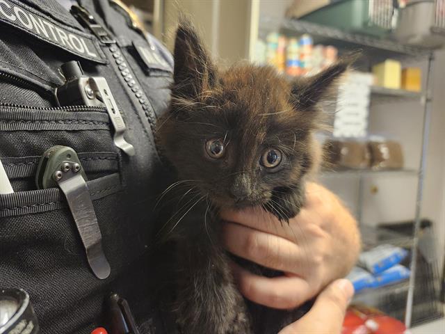 Shelter Stray Female Cat last seen Near BLOCK WASHINGTON AVE N, KENT WA 98032, 21615 64th Ave S, Kent, WA 98032, USA