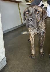 Shelter Stray Male Dog last seen , 1850 W 60th St, Los Angeles, CA 90047, USA