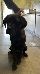 Shelter Stray Female Dog last seen , 1850 W 60th St, Los Angeles, CA 90047, USA
