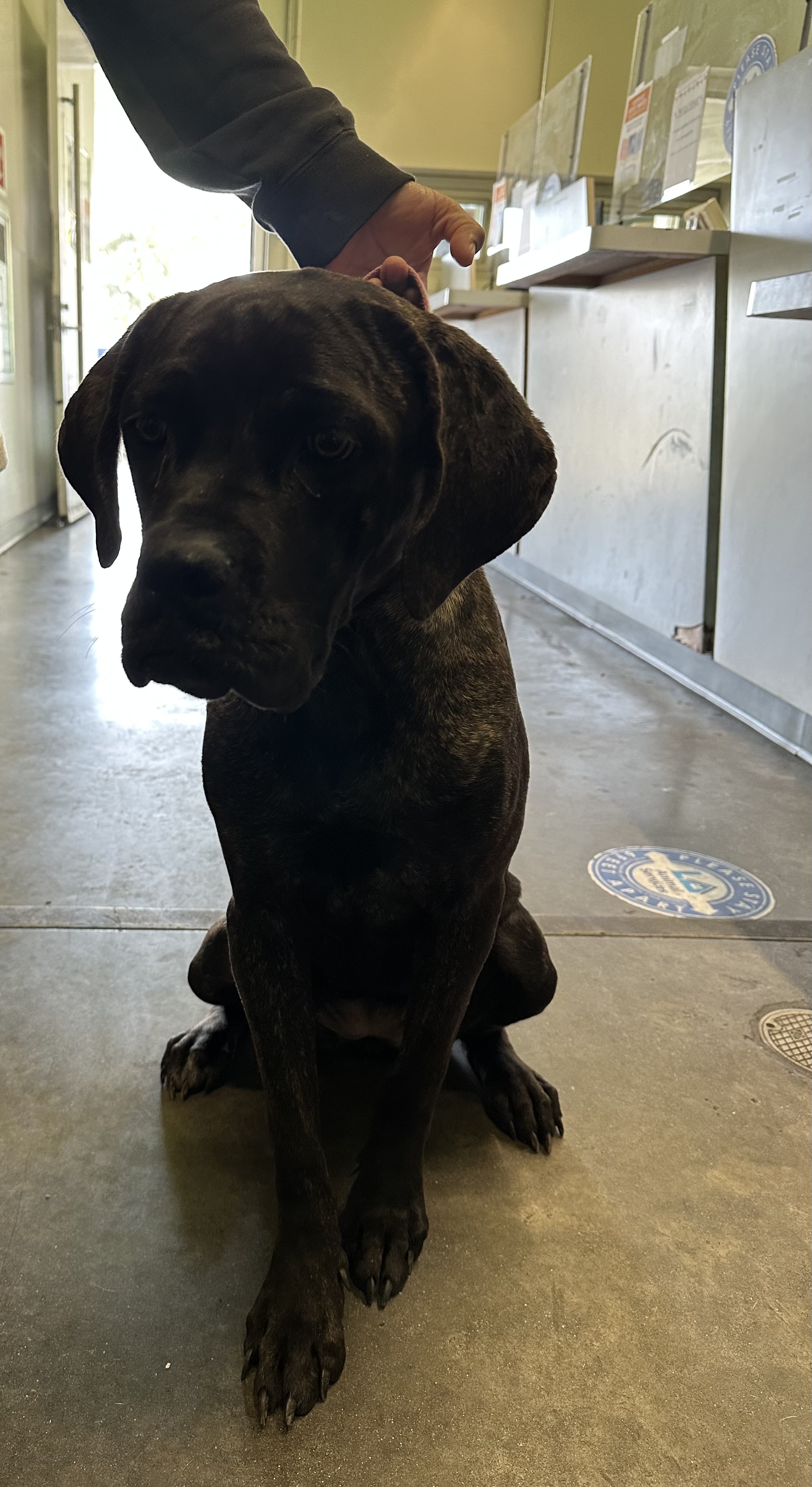 Shelter Stray Female Dog last seen , 1850 W 60th St, Los Angeles, CA 90047, USA