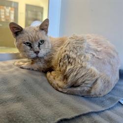 Shelter Stray Male Cat last seen RUTILE ST/ JURUPA ST, JURUPA VALLEY, 6851 Van Buren Boulevard, Jurupa Valley, CA 92509, USA