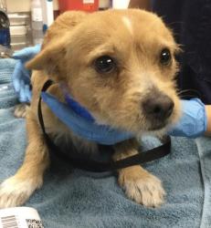 Shelter Stray Male Dog last seen Near BLOCK BRANIGAN WAY, RIVERSIDE, CA, 6851 Van Buren Boulevard, Jurupa Valley, CA 92509, USA