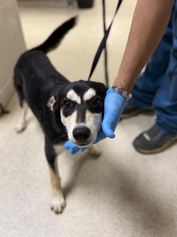 Shelter Stray Female Dog last seen Near BLOCK POOLEY DR, PERRIS, CA, 6851 Van Buren Boulevard, Jurupa Valley, CA 92509, USA