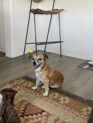 Shelter Stray Male Dog last seen Near BLOCK BLCK JUNIPERO AVE, LONG BEACH, CA, 7700 E Spring St, Long Beach, CA 90815, USA