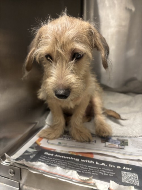 Shelter Stray Male Dog last seen , 14409 Vanowen St, Van Nuys, CA 91405, USA