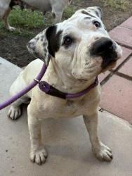 Shelter Stray Female Dog last seen W VERNON AVE AND N 17TH AVE, 2500 S 27th Ave, Phoenix, AZ 85009, USA