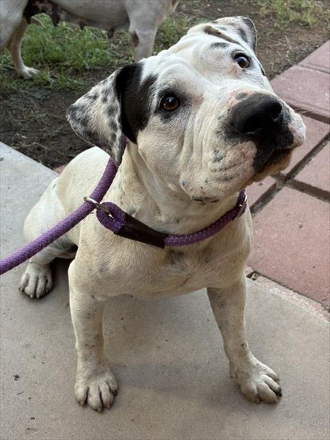 Shelter Stray Female Dog last seen W VERNON AVE AND N 17TH AVE, 2500 S 27th Ave, Phoenix, AZ 85009, USA