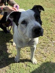 Shelter Stray Female Dog last seen W VERNON AVE AND N 17TH AVE, 2500 S 27th Ave, Phoenix, AZ 85009, USA