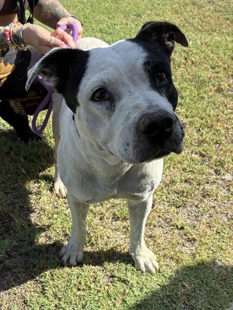 Shelter Stray Female Dog last seen W VERNON AVE AND N 17TH AVE, 2500 S 27th Ave, Phoenix, AZ 85009, USA