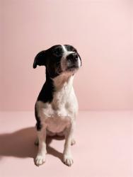 Shelter Stray Female Dog last seen Near BLOCK SHINDLER, 2020 Forest St, Jacksonville, FL 32204, USA