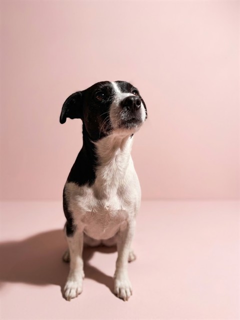 Shelter Stray Female Dog last seen Near BLOCK SHINDLER, 2020 Forest St, Jacksonville, FL 32204, USA