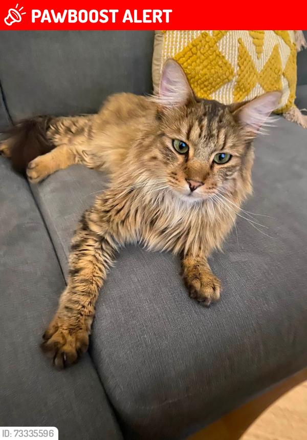 Lost Male Cat last seen Broad Avenue, Leicester, England LE5 4PT