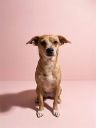 Shelter Stray Female Dog last seen Near BLOCK SHINDLER, 2020 Forest St, Jacksonville, FL 32204, USA