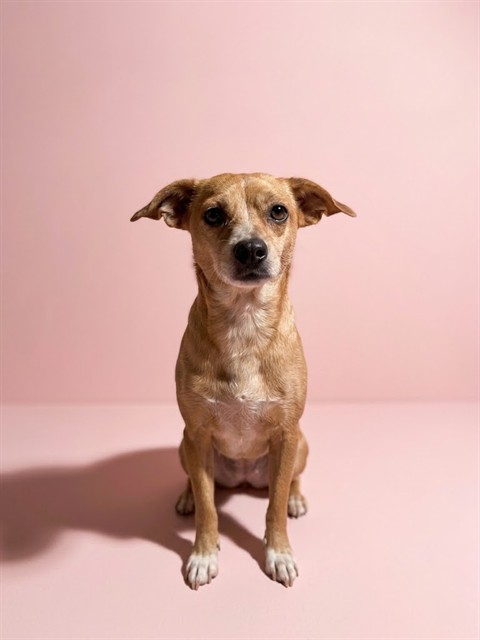 Shelter Stray Female Dog last seen Near BLOCK SHINDLER, 2020 Forest St, Jacksonville, FL 32204, USA