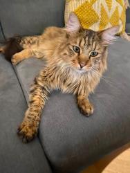 Lost Male Cat last seen Broad Avenue, Leicester, England LE5 4PT