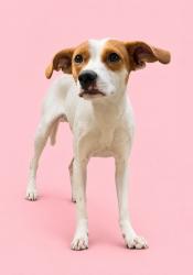 Shelter Stray Female Dog last seen Near BLOCK BAYMEADOWS, 2020 Forest St, Jacksonville, FL 32204, USA