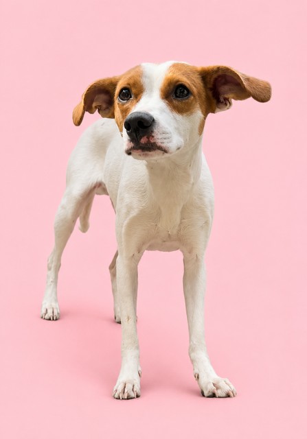 Shelter Stray Female Dog last seen Near BLOCK BAYMEADOWS, 2020 Forest St, Jacksonville, FL 32204, USA