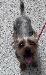 Shelter Stray Male Dog last seen Near BLOCK ASHLEY AVE, DETROIT MI 48236, 7401 Chrysler Dr, Detroit, MI 48211, USA