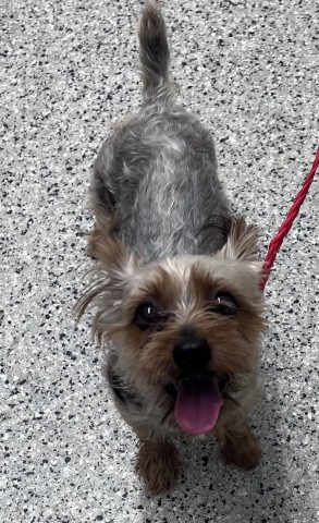 Shelter Stray Male Dog last seen Near BLOCK ASHLEY AVE, DETROIT MI 48236, 7401 Chrysler Dr, Detroit, MI 48211, USA