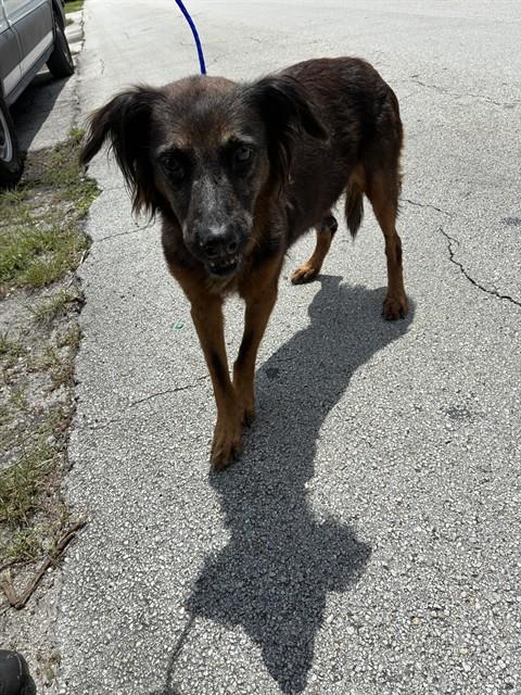 Shelter Stray Female Dog last seen Near BLOCK W 10TH AVE, 3599 NW 79th Ave, Doral, FL 33122, USA
