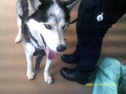 Shelter Stray Male Dog last seen , 130 Beyer Way, Chula Vista, CA 91911, USA