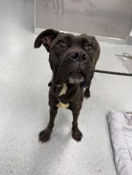 Shelter Stray Female Dog last seen Near, 2600 S Harding St, Indianapolis, IN 46221, USA