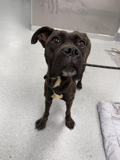 Shelter Stray Female Dog last seen Near, 2600 S Harding St, Indianapolis, IN 46221, USA