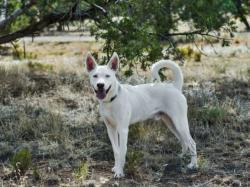Shelter Stray Male Dog last seen I-25 FRONTAGE RD ZIA MOBILE HOME 87507, 100 Caja Del Rio Rd, Santa Fe, NM 87507, USA