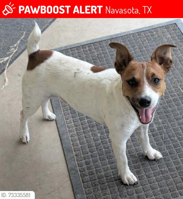 Lost Male Dog last seen County road 413, Navasota, TX 77868