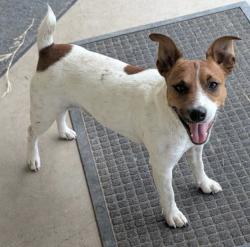 Lost Male Dog last seen County road 413, Navasota, TX 77868