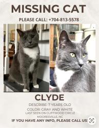Lost Male Cat last seen South Elementary, Mooresville, NC 28115