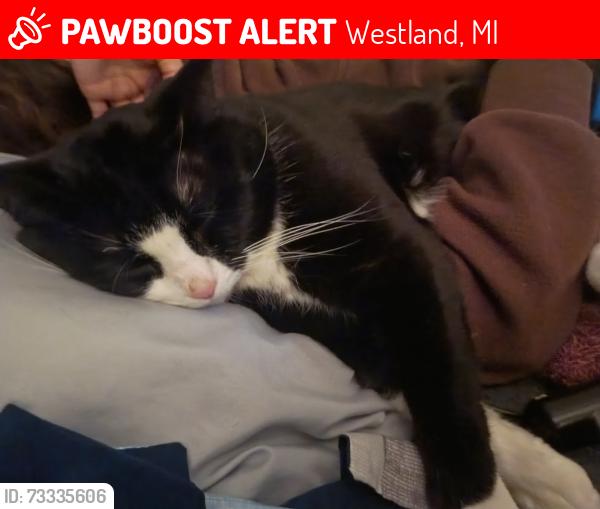 Lost Male Cat last seen Palmer and vanoy, Westland, MI 48186