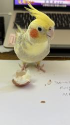 Lost Female Bird last seen Saint Gabriel Boulevard, Topsfield st, Pasadena, Pasadena, CA 91107