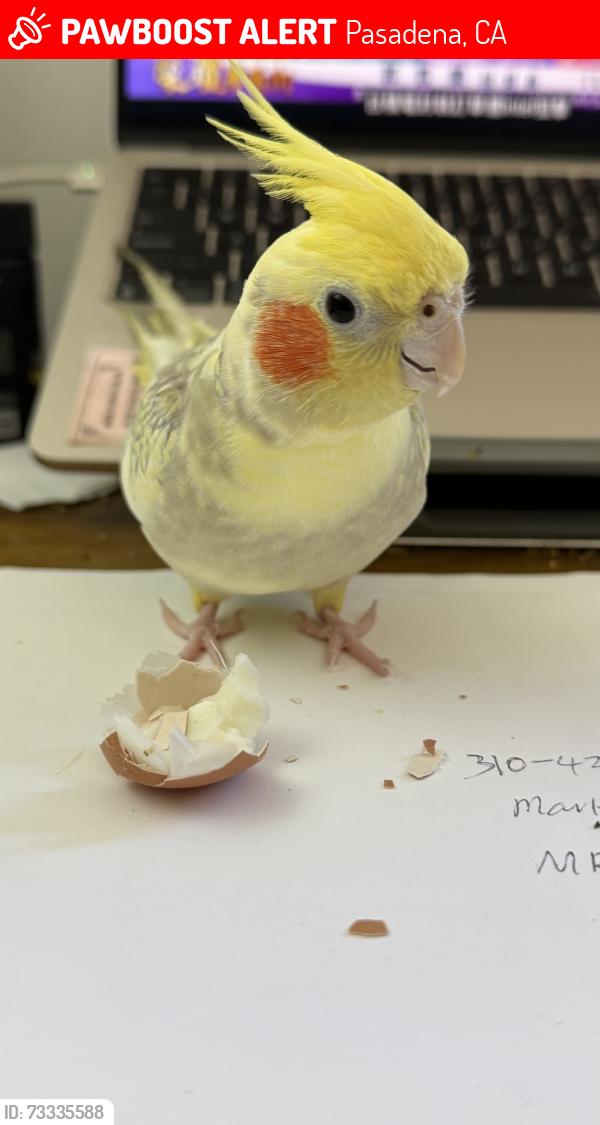 Lost Female Bird last seen Saint Gabriel Boulevard, Topsfield st, Pasadena, Pasadena, CA 91107