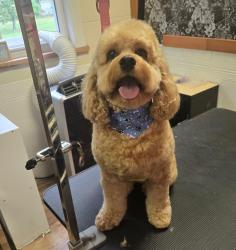 Reunited Male Dog last seen Sandra drive, Newport News, VA 23608