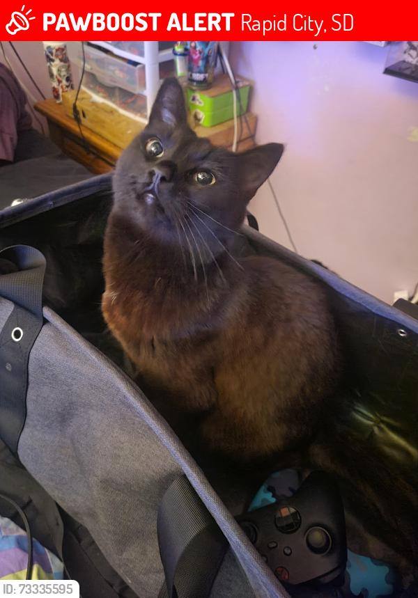 Lost Female Cat last seen Mostly stays in area around Covington and Twilight and Twilight and Plateau crossroads area.., Rapid City, SD 57703