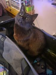 Lost Female Cat last seen Mostly stays in area around Covington and Twilight and Twilight and Plateau crossroads area.., Rapid City, SD 57703