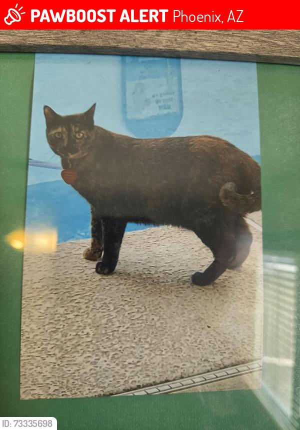Lost Female Cat last seen 29th ave and Bell rd, Phoenix, AZ 85053