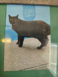 Lost Female Cat last seen 29th ave and Bell rd, Phoenix, AZ 85053