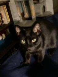 Lost Unknown Cat last seen Lake Street and Penmar, Los Angeles, CA 90291