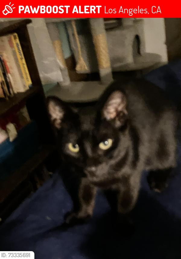 Lost Unknown Cat last seen Lake Street and Penmar, Los Angeles, CA 90291