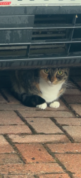 Found/Stray Unknown Cat last seen Near Wheeler Avenue, Swindon, England 