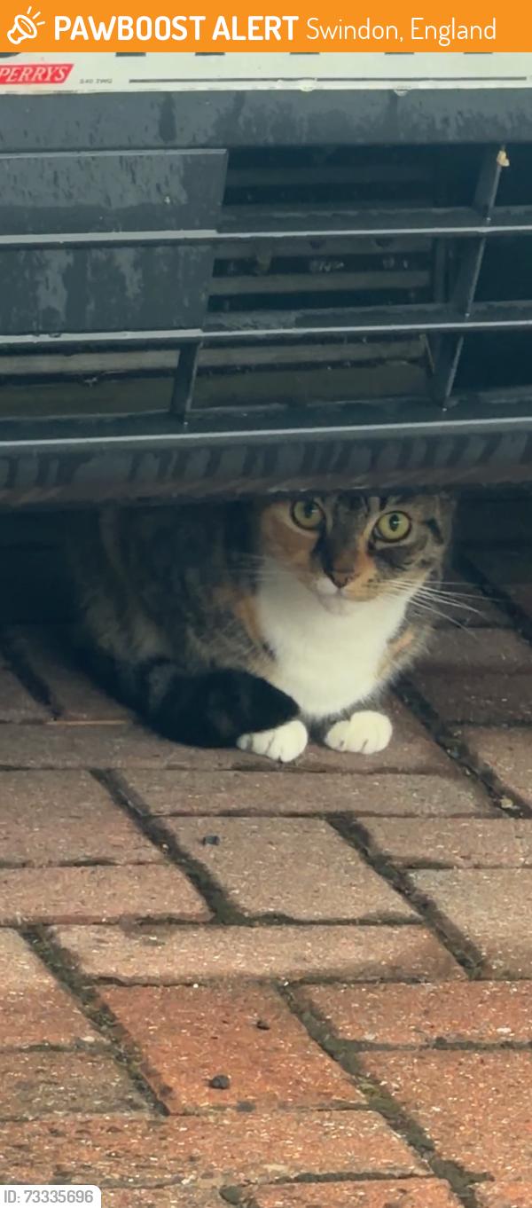 Found/Stray Unknown Cat last seen Near Wheeler Avenue, Swindon, England 
