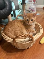 Lost Male Cat last seen McDonald Dr 95821, Sacramento, CA 95821
