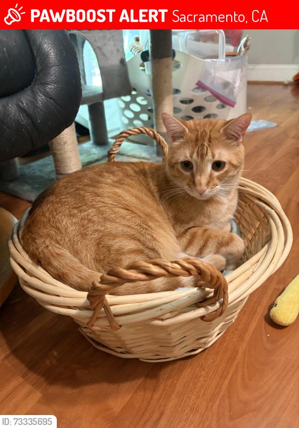 Lost Male Cat last seen McDonald Dr 95821, Sacramento, CA 95821
